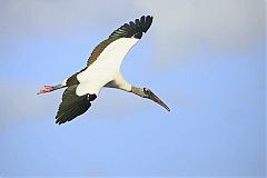 Wood Stork